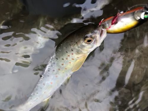 ブラウントラウトの釣果