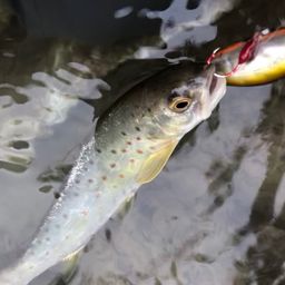 ブラウントラウト