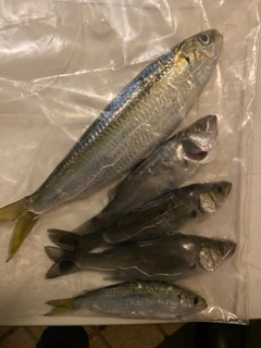 カタボシイワシの釣果