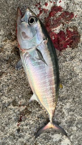 三陸海岸（岩手）