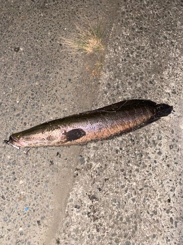 ライギョの釣果