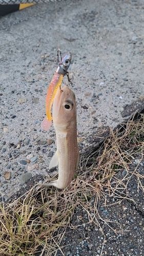 エソの釣果
