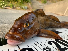アイナメの釣果
