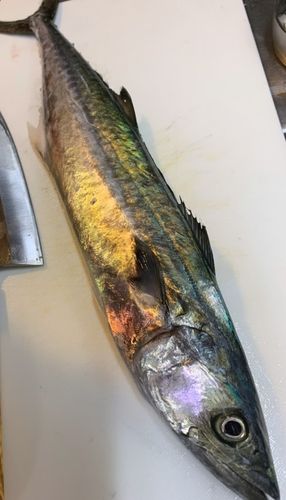 脇田海釣り桟橋