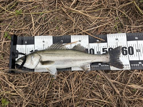セイゴ（マルスズキ）の釣果