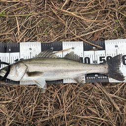 セイゴ（マルスズキ）