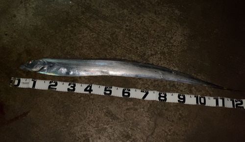 タチウオの釣果