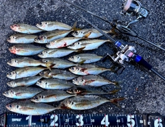マアジの釣果