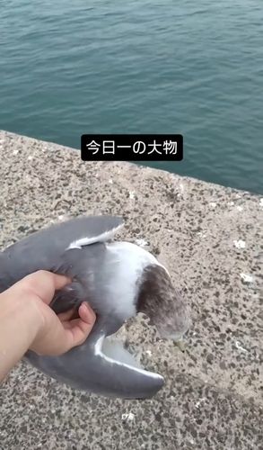 脇田海釣り桟橋