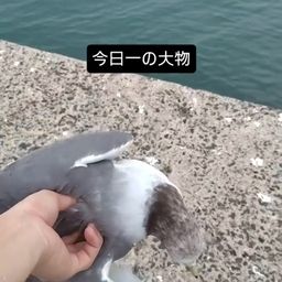トビウオ