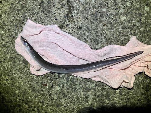 クロアナゴの釣果