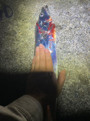 タチウオの釣果