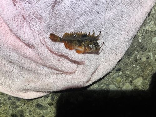 ハオコゼの釣果