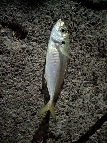 東京湾（アクアライン〜富津）