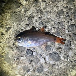 クロホシイシモチ