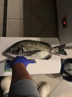 クロダイの釣果