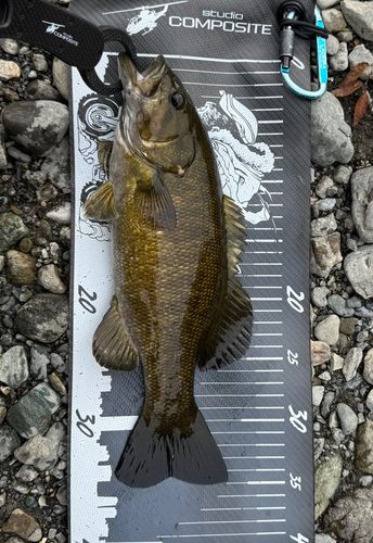 スモールマウスバスの釣果