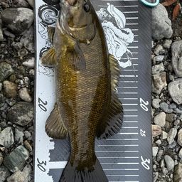 スモールマウスバス