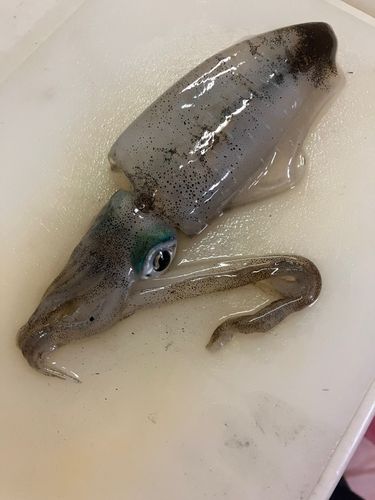 ミズイカの釣果