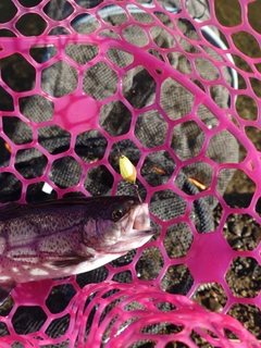 ニジマスの釣果