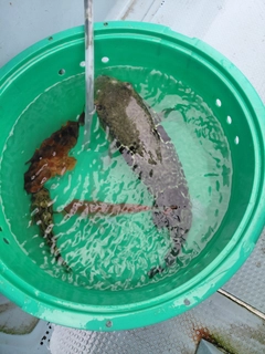 トラフグの釣果