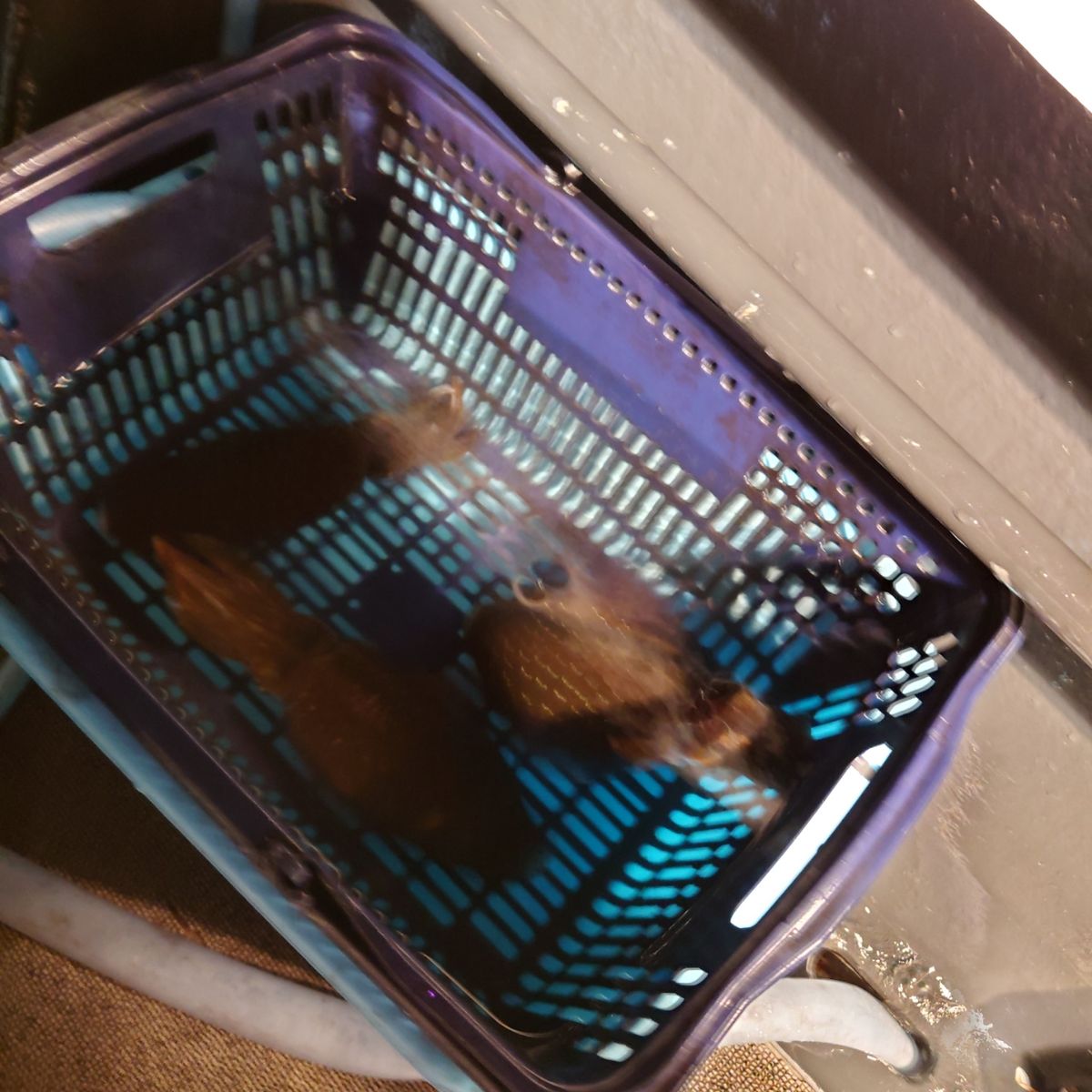 九三丸さんの釣果 2枚目の画像