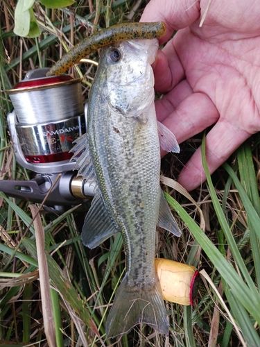 ラージマウスバスの釣果