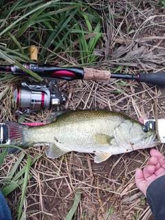 ラージマウスバスの釣果
