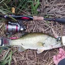 ラージマウスバス