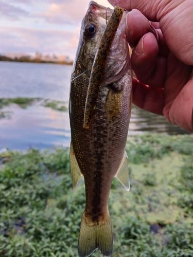 ラージマウスバスの釣果