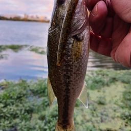 ラージマウスバス