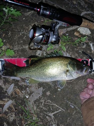 ラージマウスバスの釣果