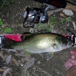 ラージマウスバス