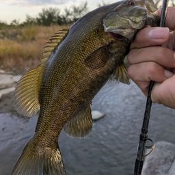 スモールマウスバス