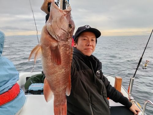 コブダイの釣果