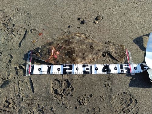 ヒラメの釣果