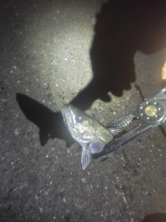 セイゴ（マルスズキ）の釣果