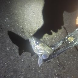 セイゴ（マルスズキ）