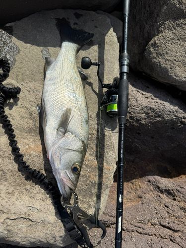 ヒラスズキの釣果