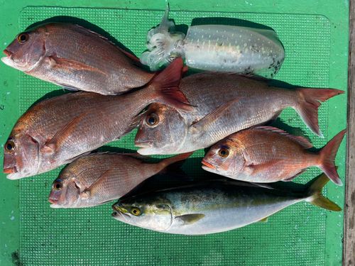 ハマチの釣果