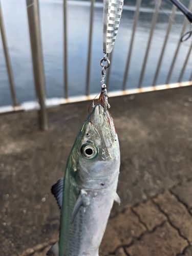 鞠山海遊パーク