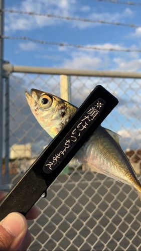 南港魚つり公園