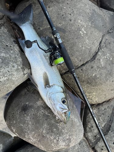 ヒラスズキの釣果