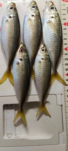 東京湾（富津〜金谷）