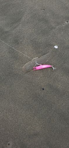 シタビラメの釣果