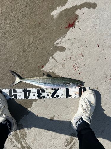 南芦屋浜ベランダ