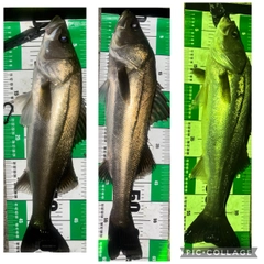 シーバスの釣果