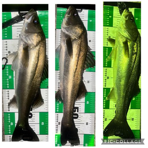 シーバスの釣果