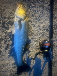セイゴ（マルスズキ）の釣果