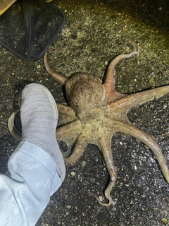 タコの釣果